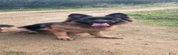 German Shepherd dogs for sale: Germany shepherd - Advert 1