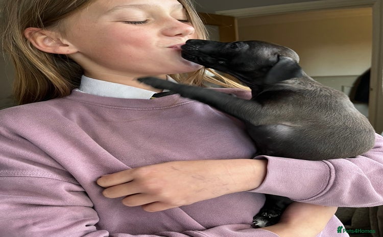 Italian Greyhound dogs - Advert 8