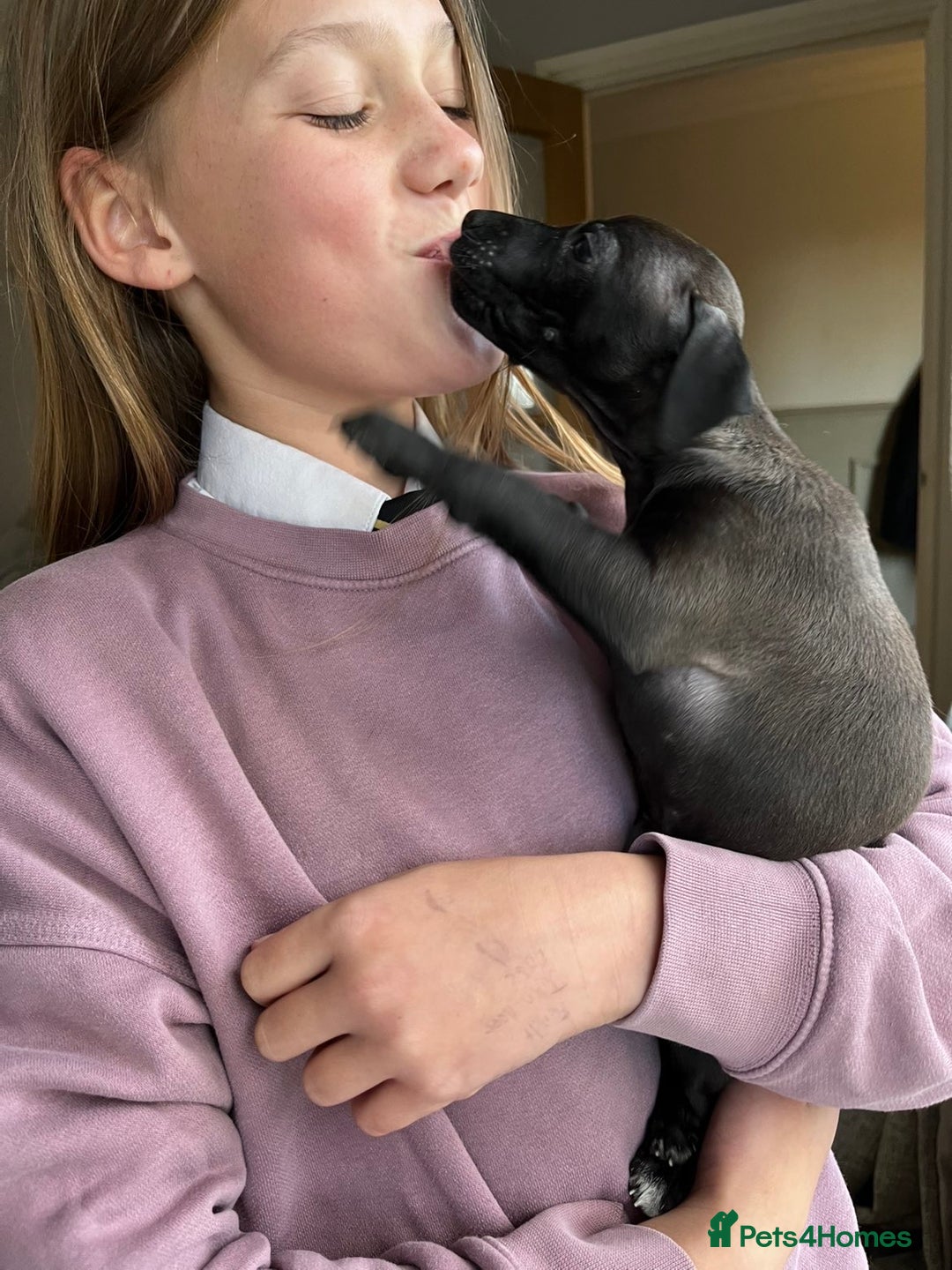 Italian Greyhound dogs for sale: 🐾kc registered Italian greyhound puppies 🐾 - Image 1