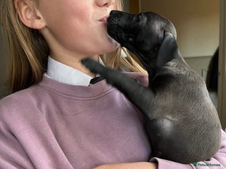 Italian Greyhound dogs - Advert 2