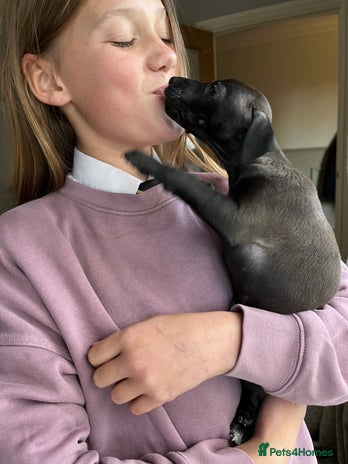Italian Greyhound dogs - Advert 2