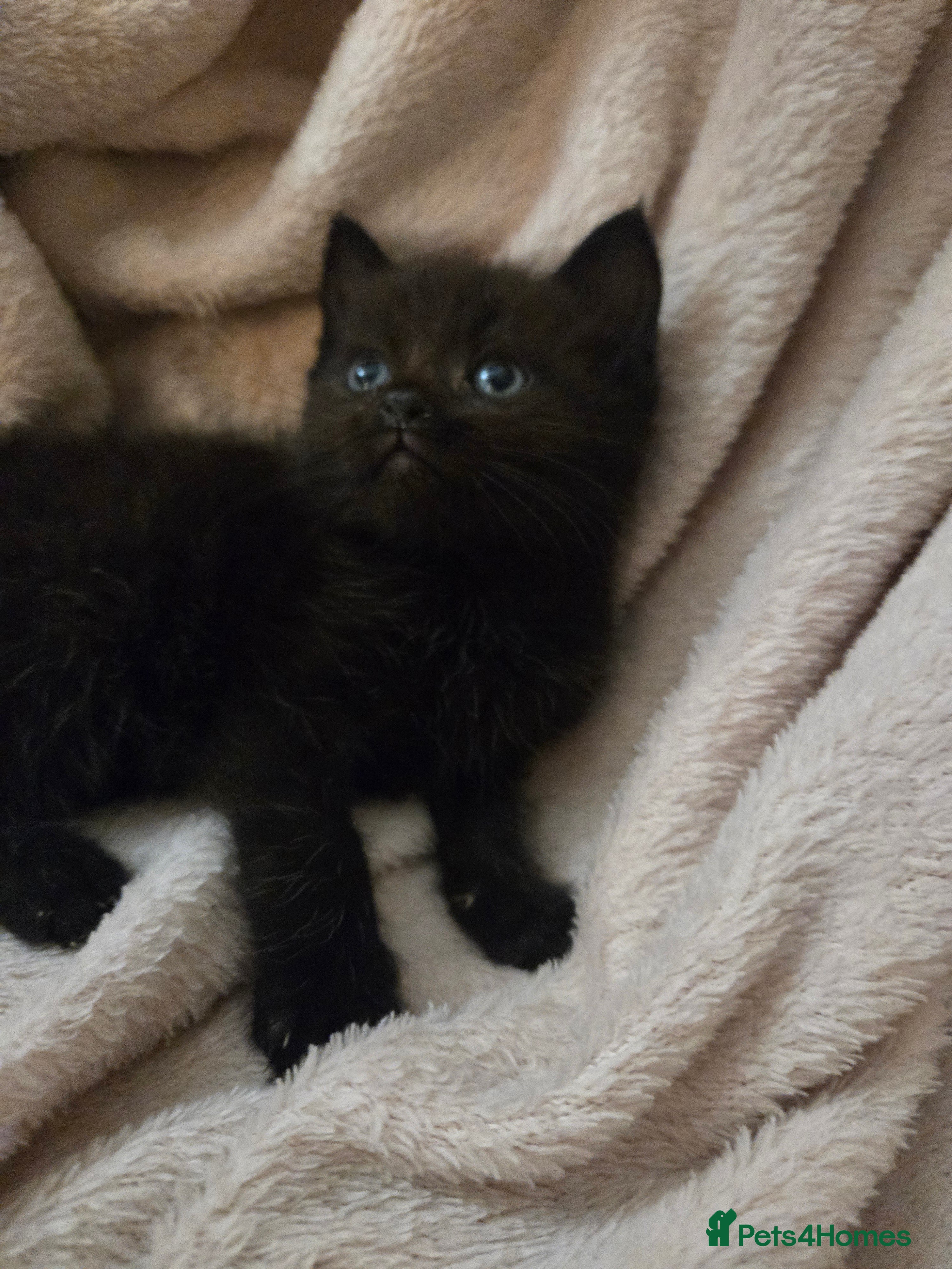 Ragdoll cats Ragdoll x British Short Hair special kittens  - Advert 2