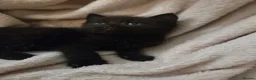 Ragdoll cats for sale: Ragdoll x British Short Hair special kittens  - Advert 2