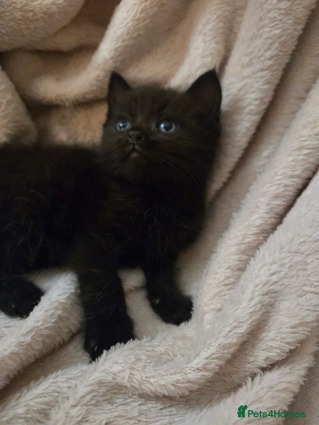 Ragdoll cats for sale: Ragdoll x British Short Hair special kittens  - Advert 2