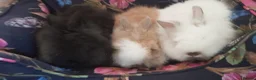 Lionhead rabbits for sale: Gorgeous Pedigree Double Maned Lionhead Bunnies - Advert 4