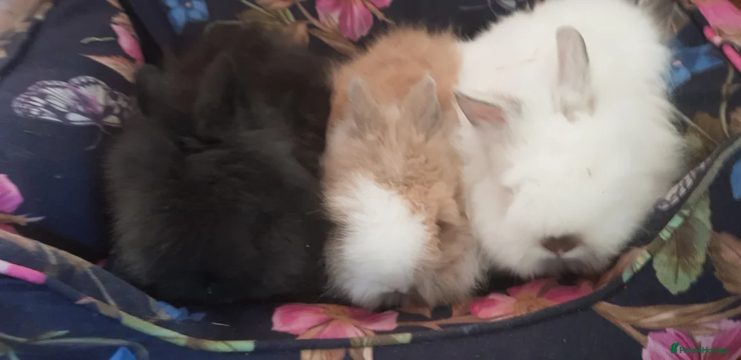 Lionhead rabbits for sale: Gorgeous Pedigree Double Maned Lionhead Bunnies - Advert 4