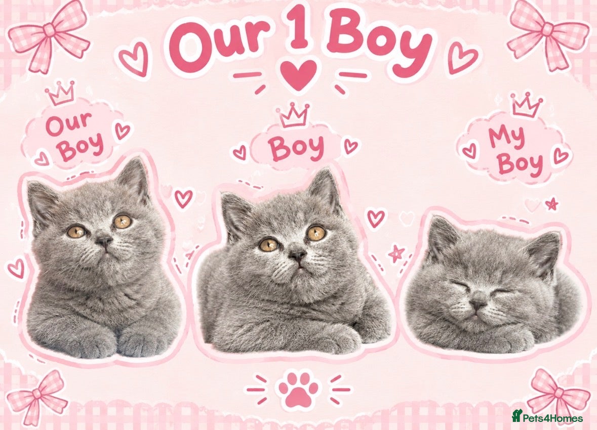 British Shorthair cats 6 gorgeous bsh for sale ❤️ - Advert 2