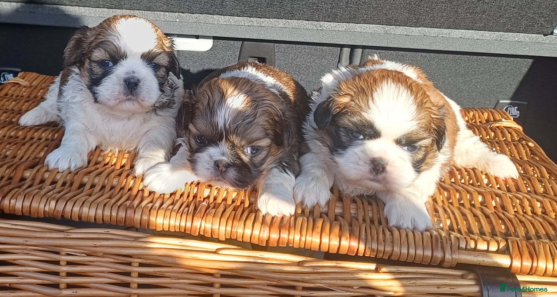Shih Tzu dogs 3 lovely girl shih tzu puppies  - Advert 2