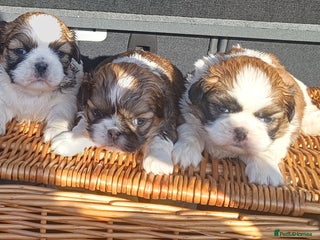 Shih Tzu dogs 3 lovely girl shih tzu puppies - Advert 1
