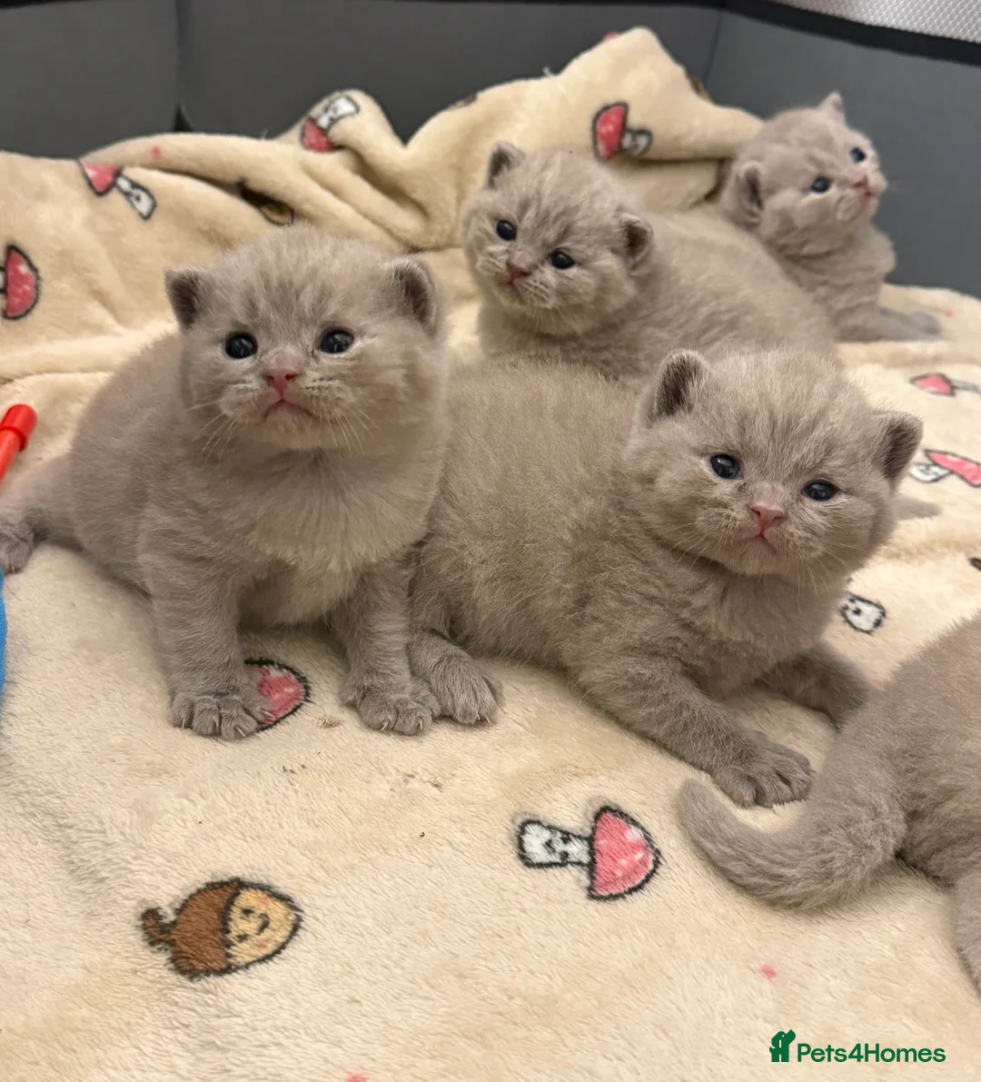 British Shorthair cats for sale: Lilac British Shorthair Kittens - Advert 1