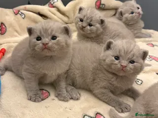 British Shorthair cats Lilac British Shorthair Kittens - Advert 1
