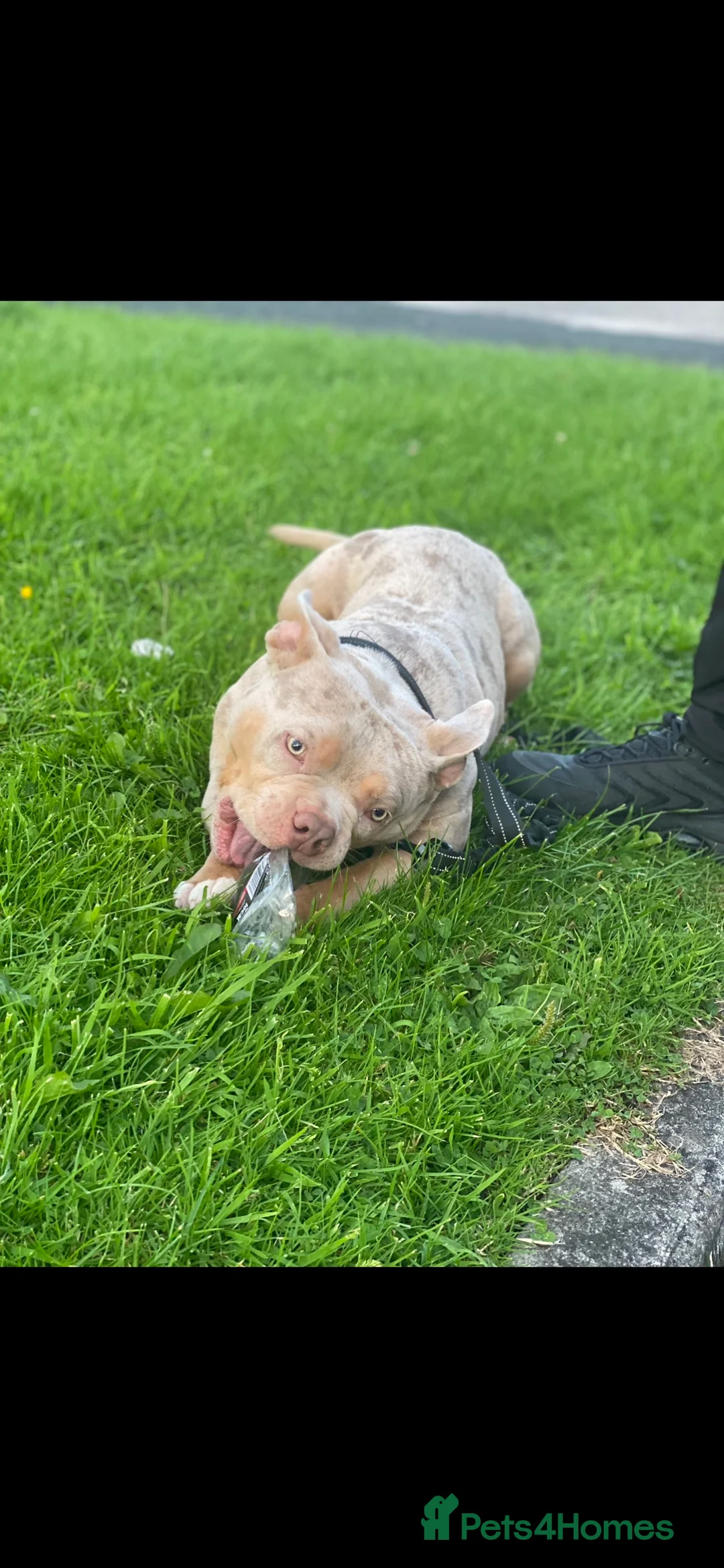 American Bully dogs for stud: Lilac tri Merle pocket bully ABKC registered in Manchester - Advert 8