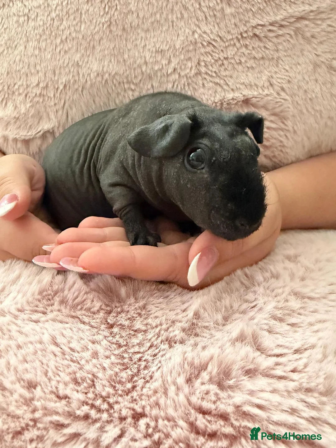 Guinea Pig rodents for sale: 2 beautiful skinny pigs  in Chichester - Advert 5