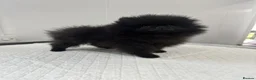 Pomeranian dogs for sale: Beautiful Petite Teddy Bear Faced Girl  - Advert 11