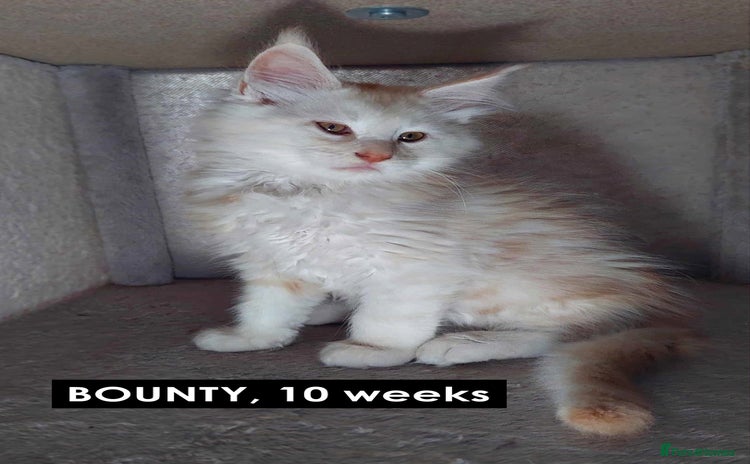Maine Coon cats - Advert 15