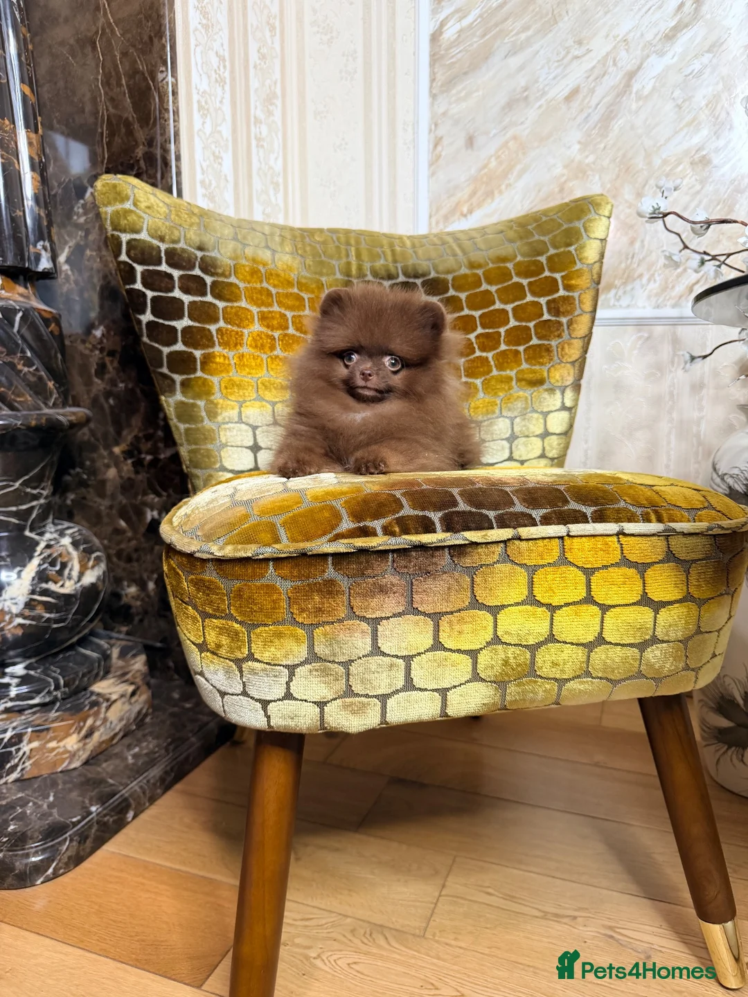 Pomeranian dogs for sale: Chocolate Pomeranian Girl and boys - Advert 2