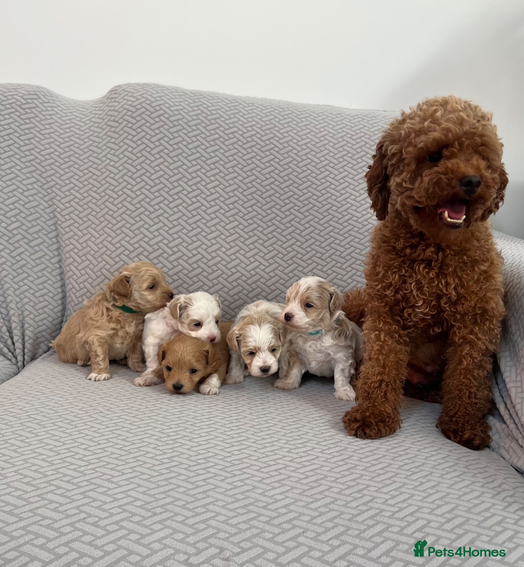 Maltipoo dogs for sale: Beautiful Maltipoochon puppies  - Advert 1