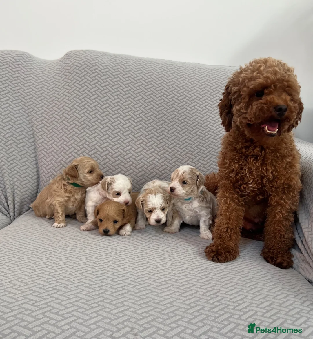 Maltipoo dogs for sale: Beautiful Maltipoochon puppies  - Advert 1