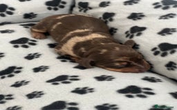 Dachshund dogs for sale: Chocolate try/dapple - Image 6