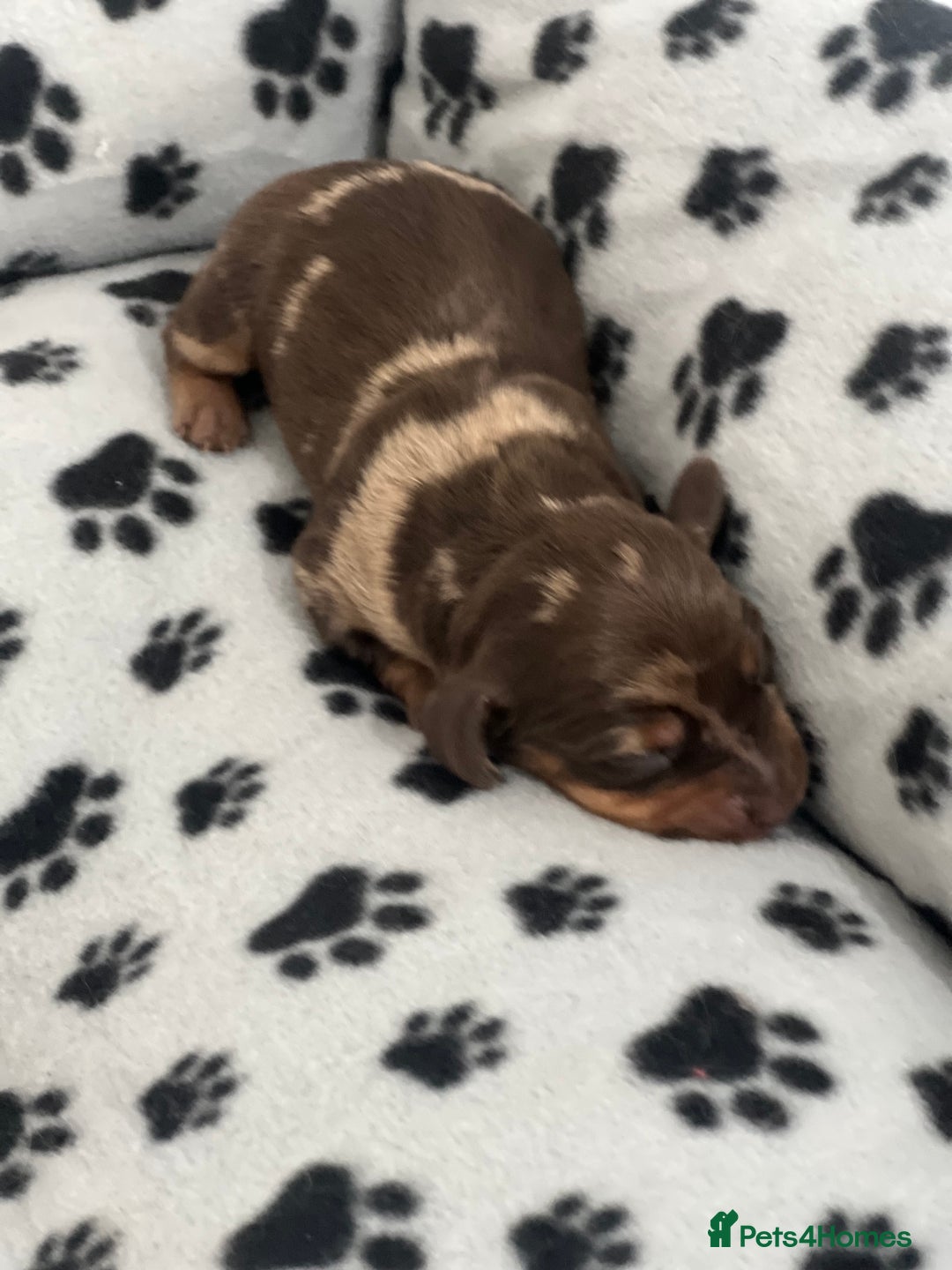 Dachshund dogs for sale: Chocolate try/dapple - Image 6