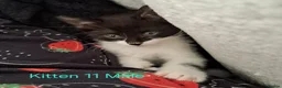 Mixed Breed cats for sale: 12 Beautifull kittens looking for a home. - Advert 20