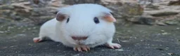 Guinea Pig rodents for sale: Male smooth haired guinea pigs - Advert 1