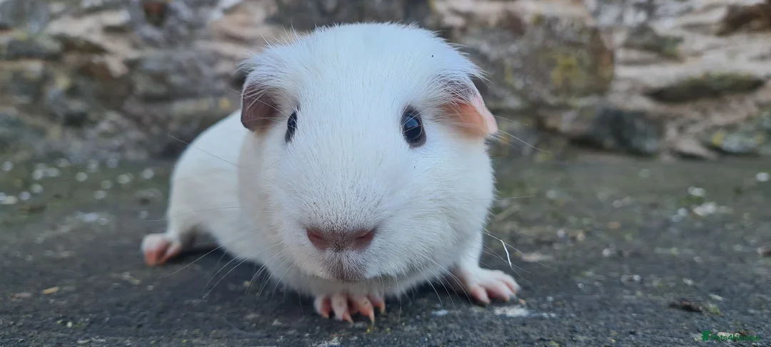 Guinea Pig rodents for sale: Male smooth haired guinea pigs - Advert 1
