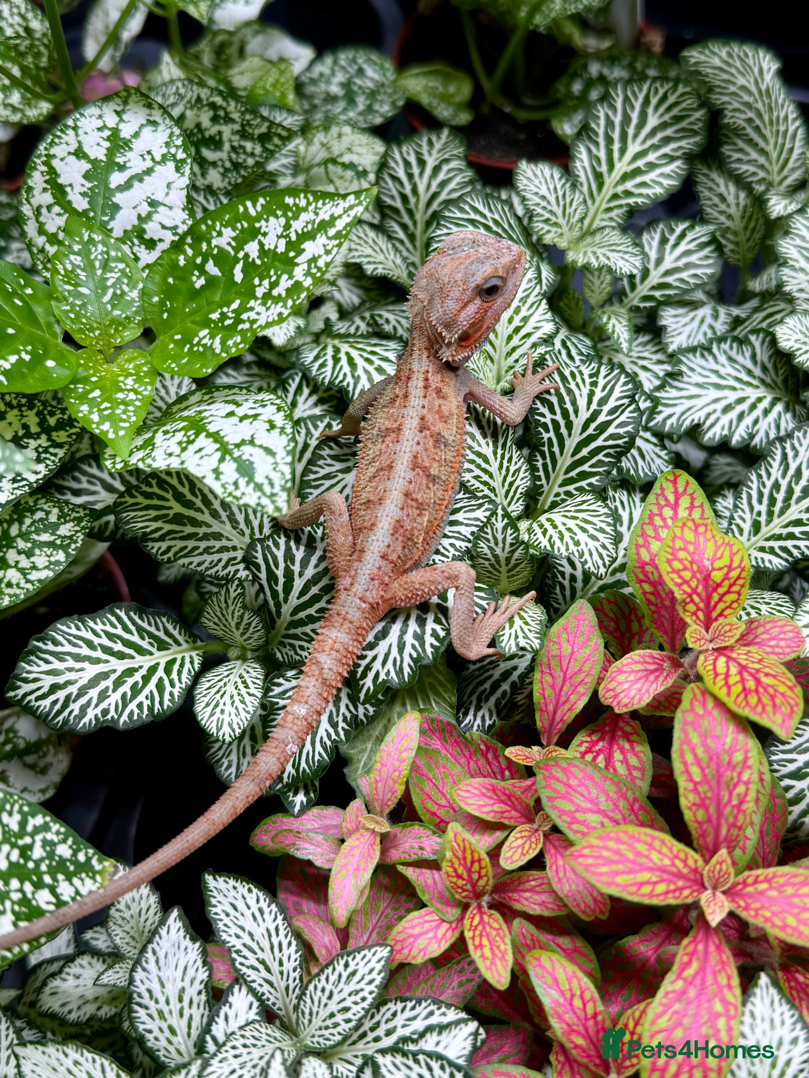 Bearded Dragon reptiles Citrus Red Hypo Trans Leatherback Bearded Dragons - Advert 13