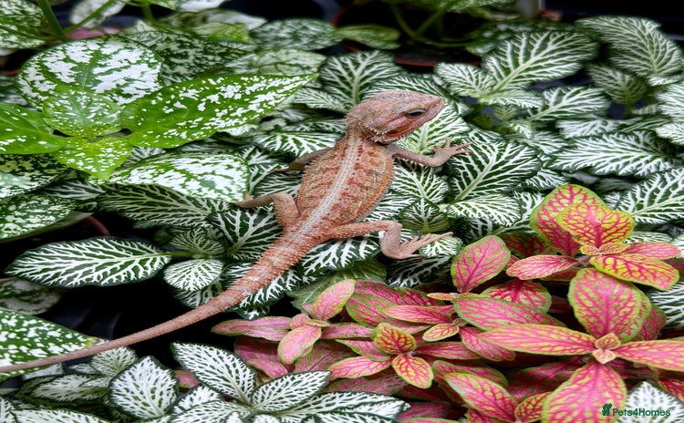 Bearded Dragon reptiles for sale - Advert 5