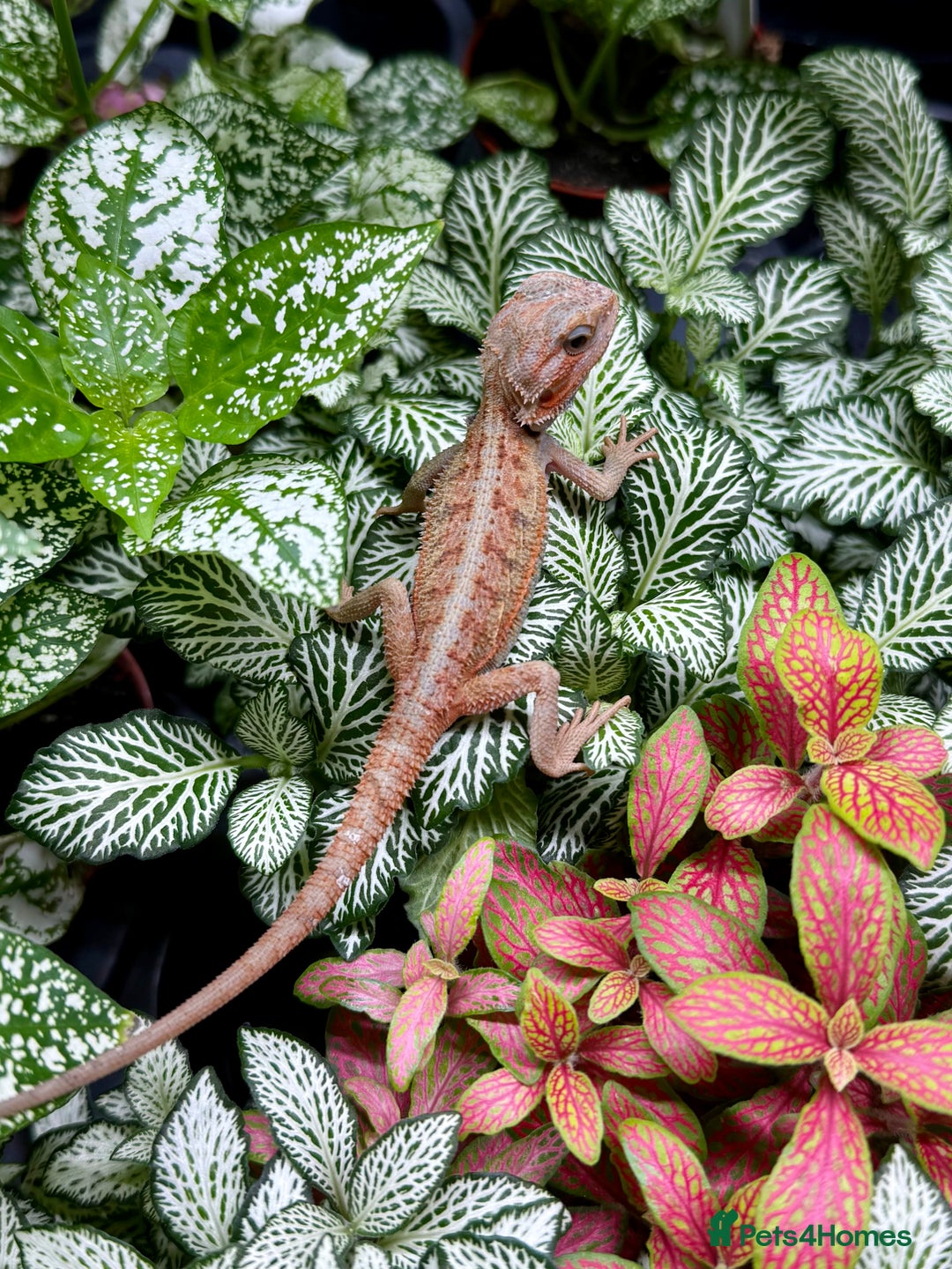 Bearded Dragon reptiles for sale: Citrus Red Hypo Trans Leatherback Bearded Dragons - Image 1