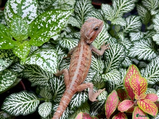 Bearded Dragon reptiles Citrus Red Hypo Trans Leatherback Bearded Dragons - Advert 7