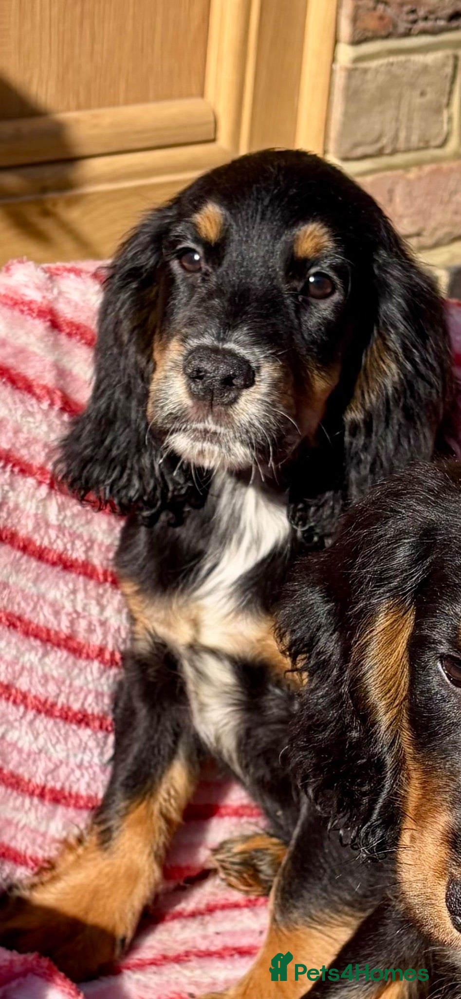 Cocker Spaniel dogs  🐾One beautiful Kc fully vaccinated Girl now 🐾 - Advert 2