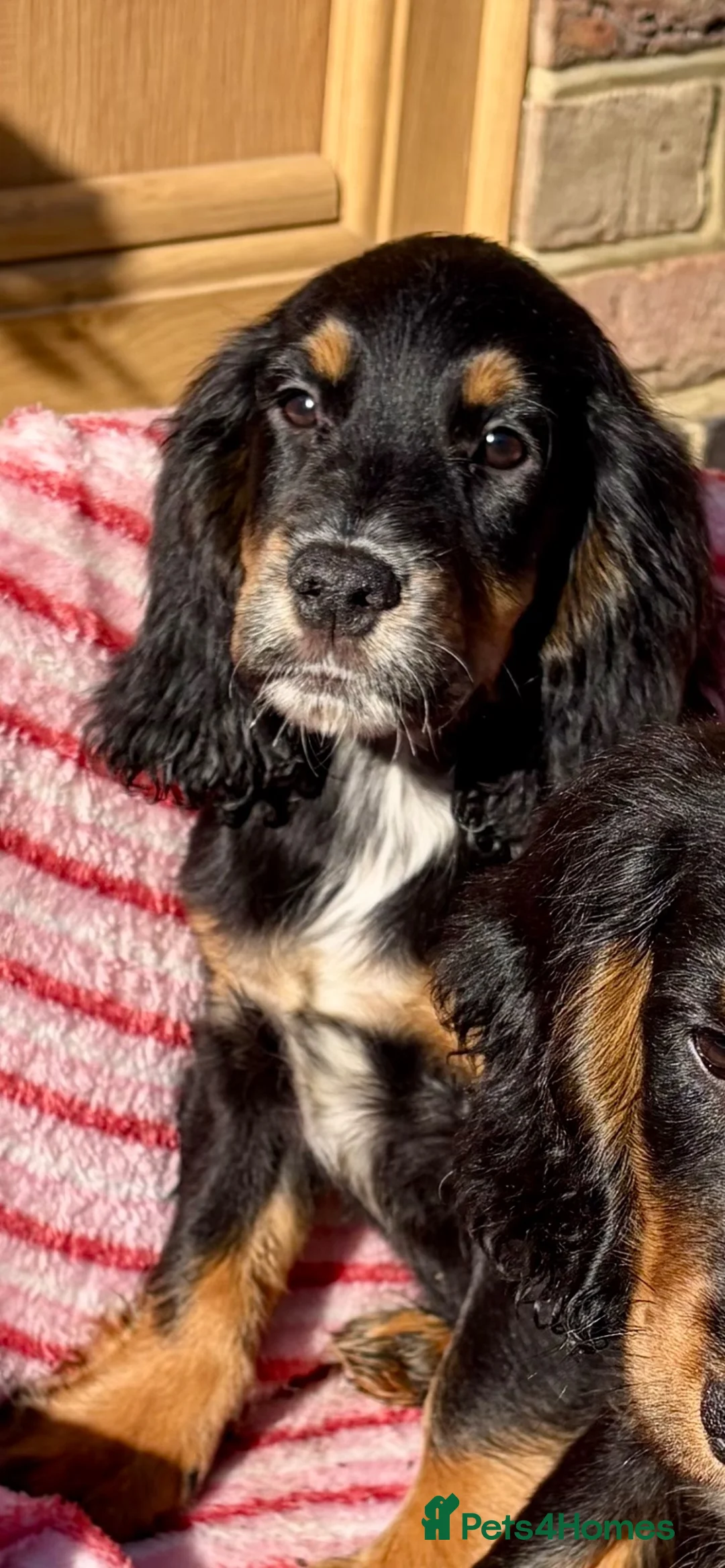 Cocker Spaniel dogs for sale:  🐾One beautiful Kc fully vaccinated Girl now 🐾 - Advert 2