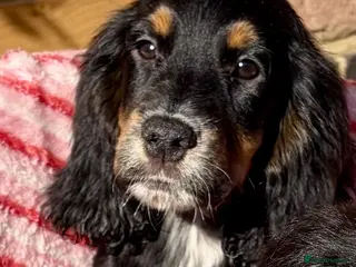 Cocker Spaniel dogs 🐾One beautiful Kc fully vaccinated Girl now 🐾 - Advert 2