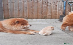 Chow Chow dogs for sale: Chow chow puppies for sale - Image 9