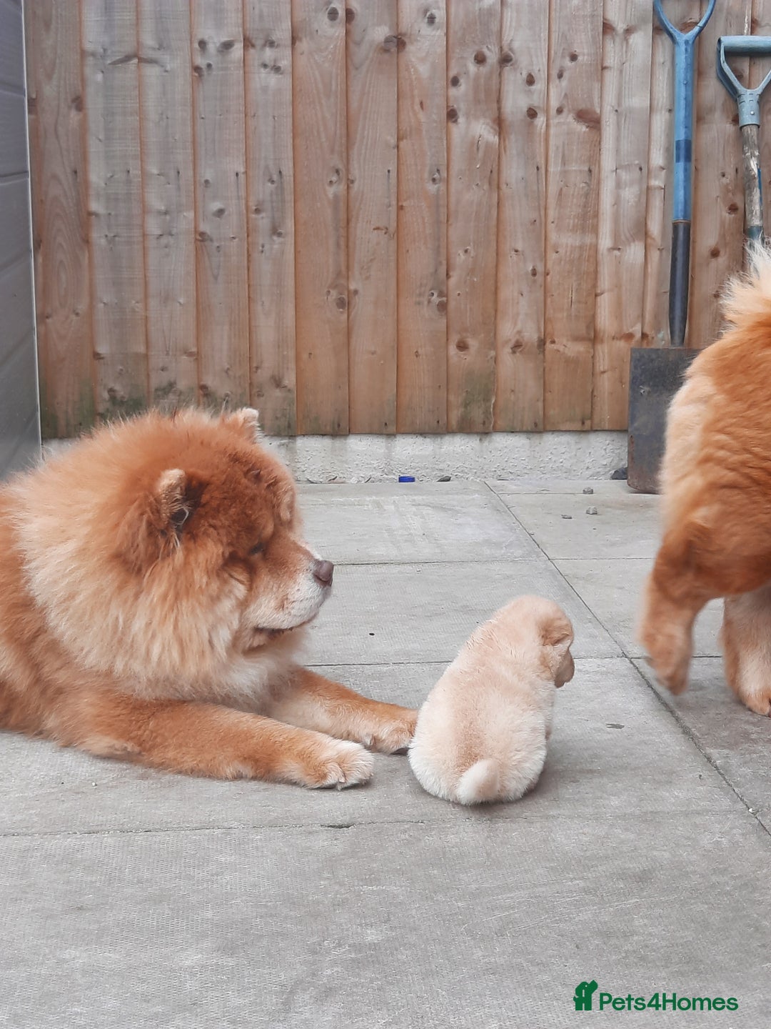 Chow Chow dogs for sale: Chow chow puppies for sale - Image 9
