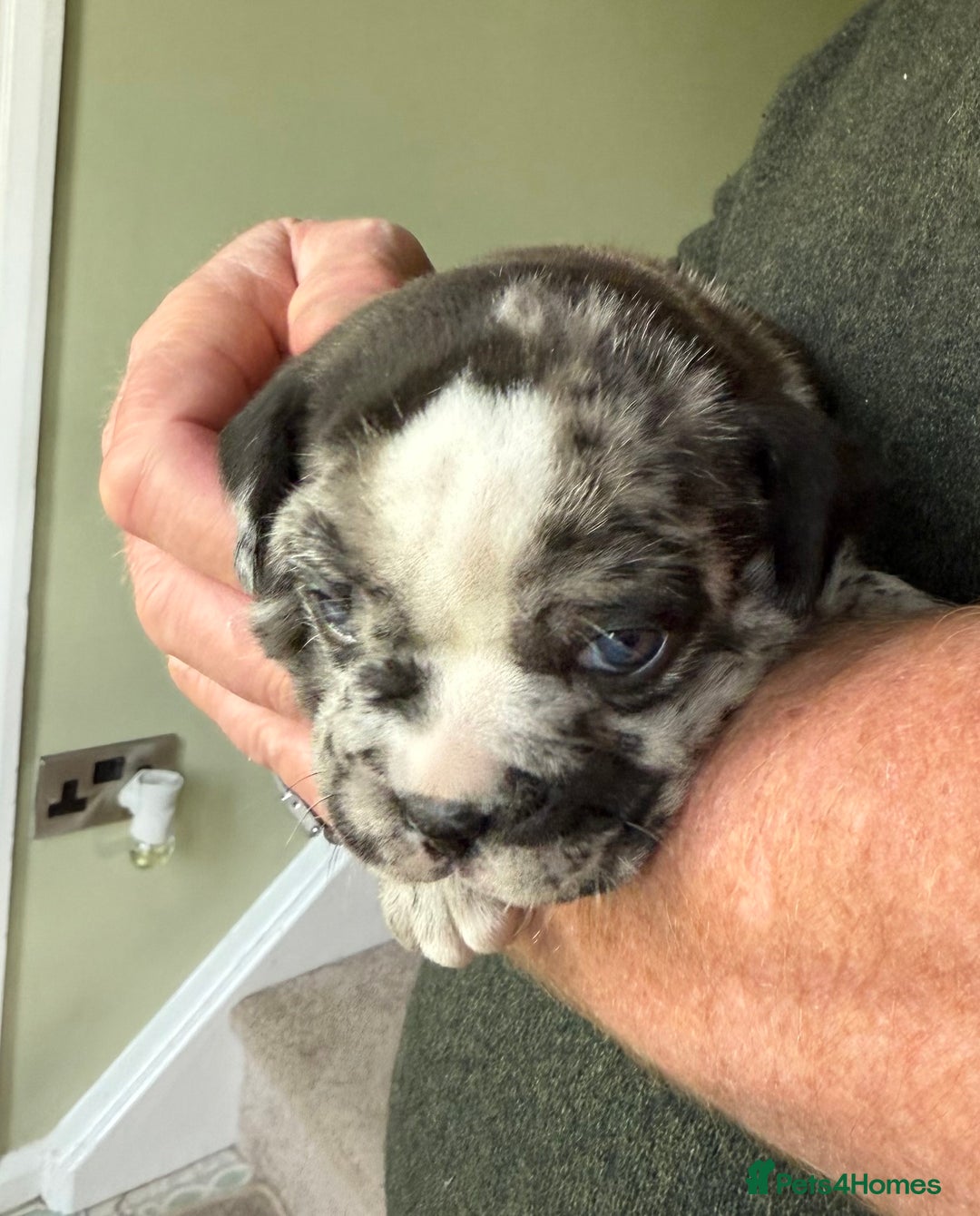 Mixed Breed dogs for sale: Cute Olde English Bulldog & Pug/Frenchie 4 sale - Image 24