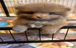 Pomeranian dogs for stud: PROVEN STUD KC RUSSIAN CHAMPION LINES POMERANIAN  in Tiverton - Image 13
