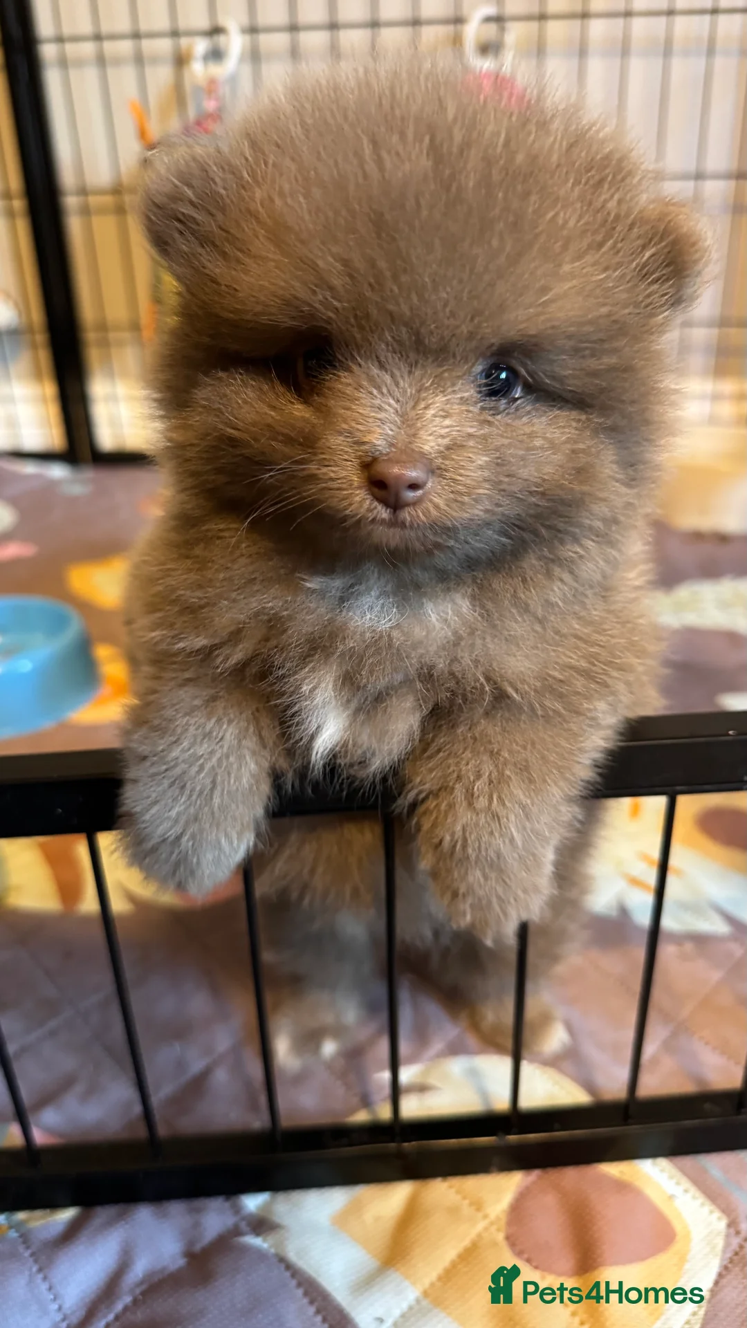 Pomeranian dogs for stud: PROVEN STUD KC RUSSIAN CHAMPION LINES POMERANIAN  in Tiverton - Advert 16