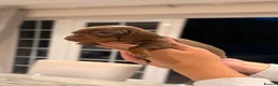 Miniature Dachshund dogs for sale: Outstanding Litter - Advert 3