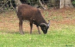 Sheep livestock for sale: This year's Soay whether lambs - Image 6