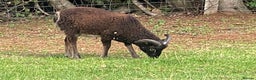 Sheep livestock for sale: This year's Soay wether lambs - Advert 6