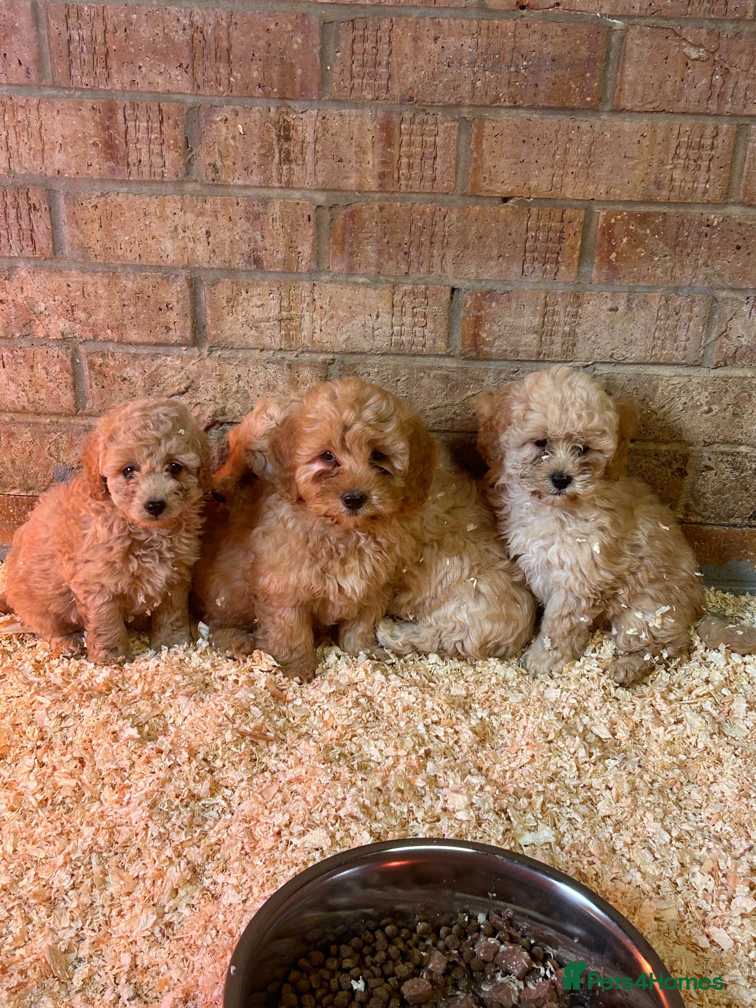 Cavapoo dogs Toy poodle x cavalier (cavapoo) - Advert 1