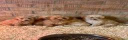 Cavapoo dogs for sale: Toy poodle x cavalier (cavapoo) - Advert 1