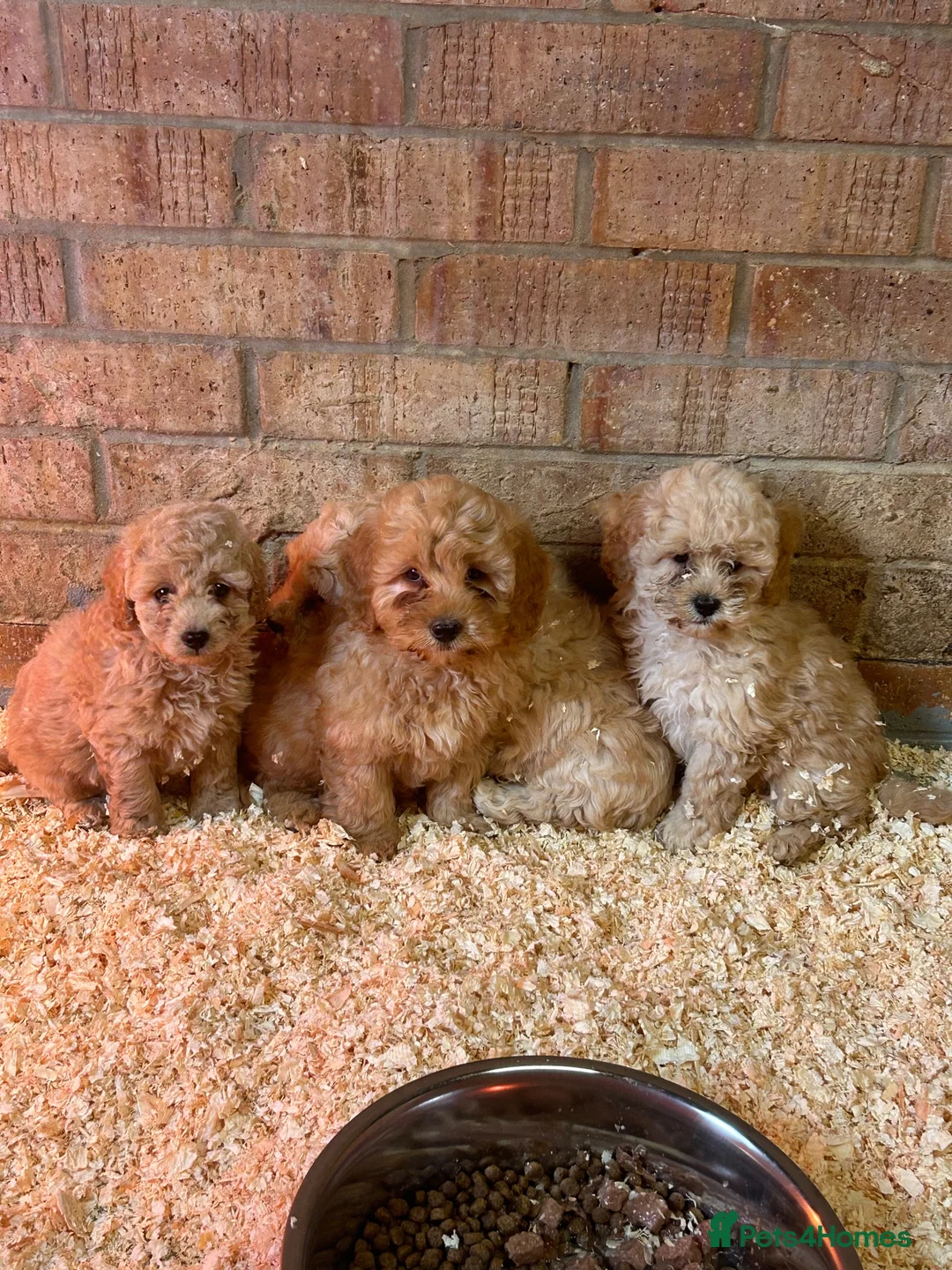 Cavapoo dogs for sale: Toy poodle x cavalier (cavapoo) - Advert 1