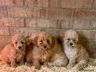 Cavapoo dogs Toy poodle x cavalier (cavapoo) - Advert 1