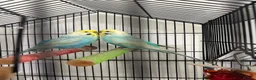 Budgerigars birds for sale: Budgies 2 males plus cage in Lancing - Advert 2
