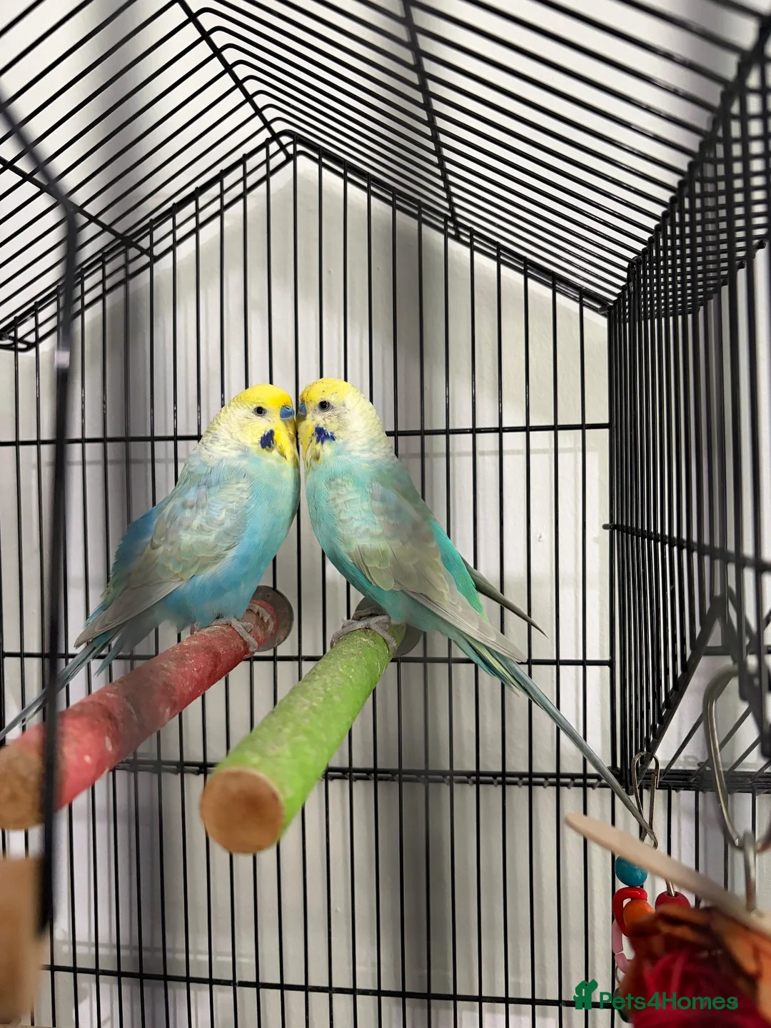 Budgerigars birds for sale: Budgies 2 males plus cage in Lancing - Advert 2