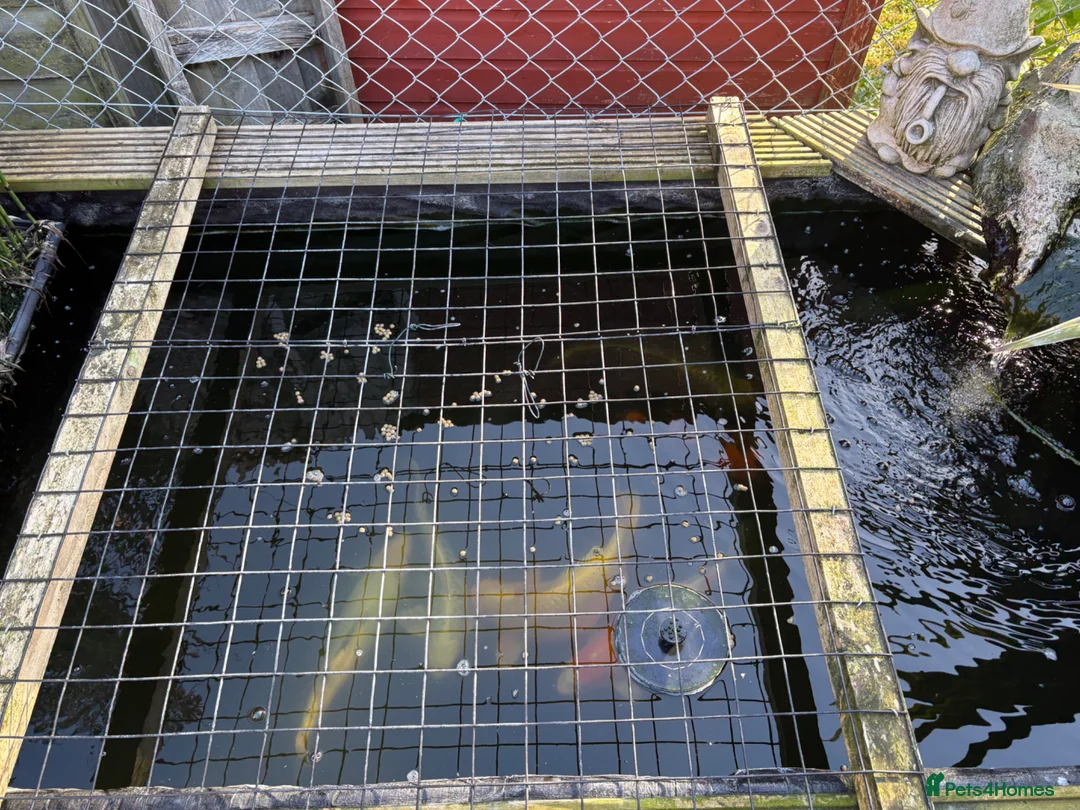 Koi Carp fish for sale: Koi, butterfly Koi and ghost  - Advert 2