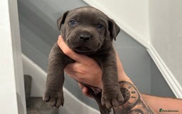 Mixed Breed dogs for sale: Cane Corse X puppies  - Image 11